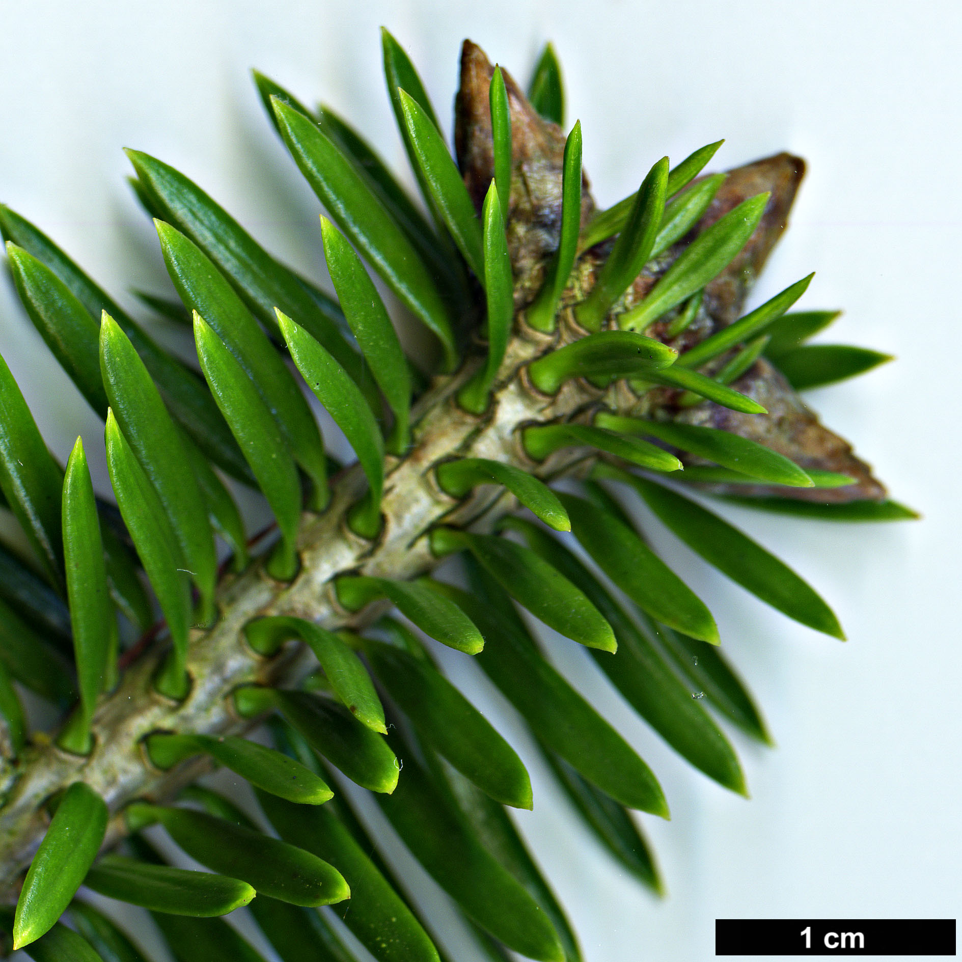 High resolution image: Family: Pinaceae - Genus: Abies - Taxon: chensiensis - SpeciesSub: subsp. yulongxueshanensis